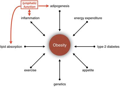 Lymphatic Vasculature in Energy Homeostasis and Obesity